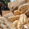 Uganda loses an estimated 30 50% of its food output before it reaches consumers