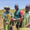 NARO Sorghum Variety