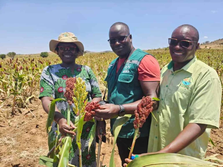 NARO Sorghum Variety