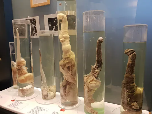 Icelandic Phallological Museum