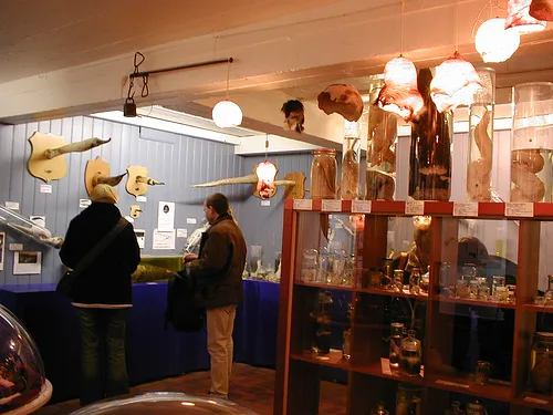 Icelandic Phallological Museum: Inside Reykjavík’s Penis Museum Icelandic Phallological Museum